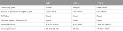 RNA Pol III promoters—key players in precisely targeted plant genome editing